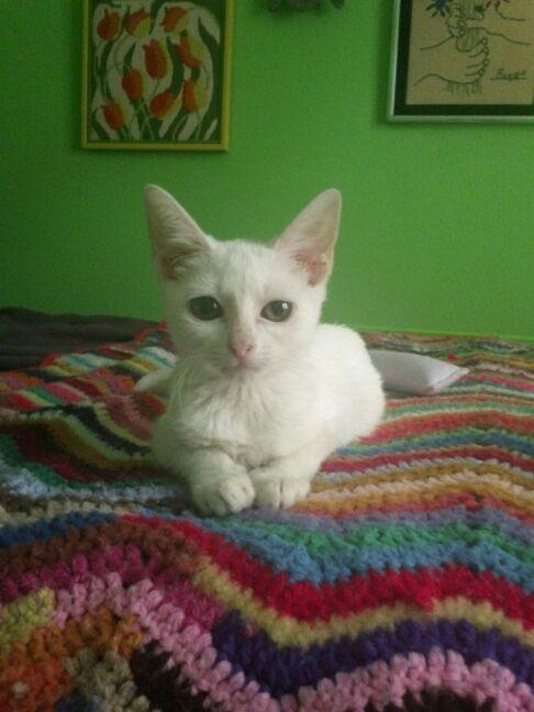 V_the_Psychic's tweet photo. My tiny familiar <3 http://t.co/4unbldB9