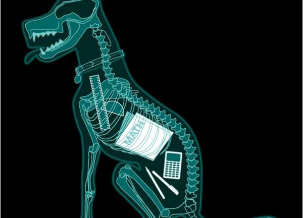 Una prueba para aquellos profesores que no creían que nuestra mascota se comío nuestra tarea