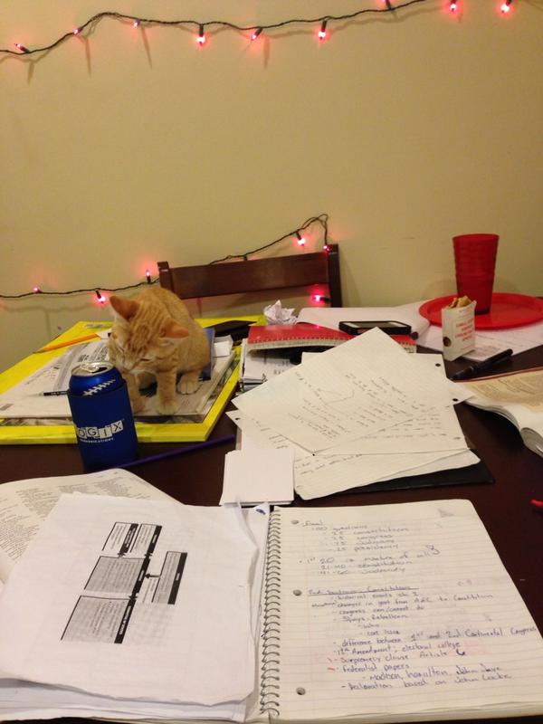 stevezdead's tweet image. This fuckin cat right now lol  #tigger #studygrind #interrupting @sellassellas