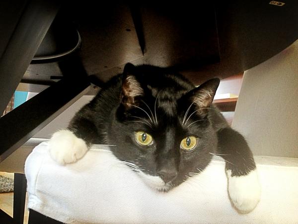 Sebbalicious's tweet image. Yay! @MisterFriendly retweeteded meh! I'm famouse!