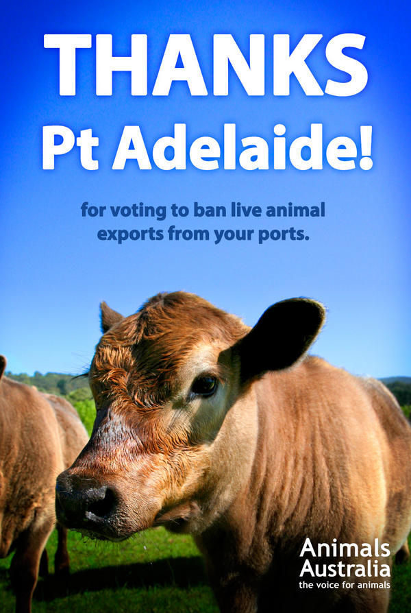 AnimalsAus's tweet photo. GREAT NEWS! Port Adelaide Enfield Council voted to support a ban on live export from Port Adelaide http://t.co/9RKdqKf0 http://t.co/jkjKRmtc