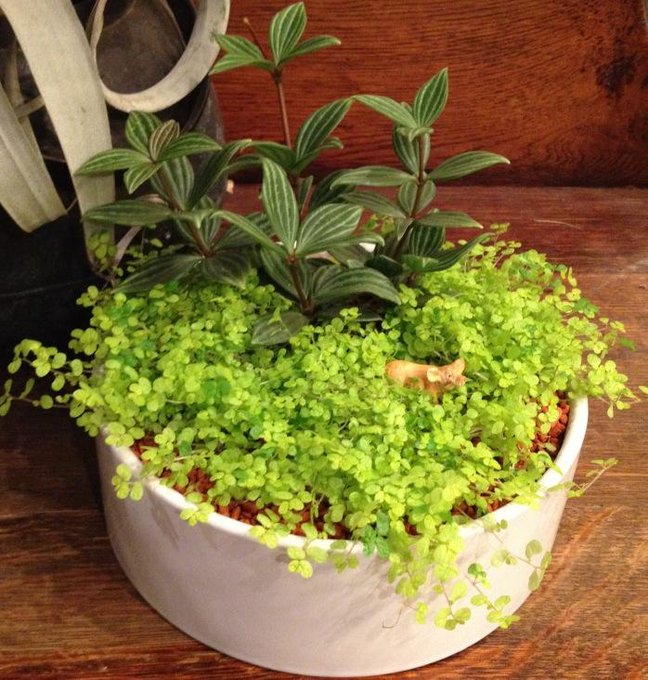 ベビーティアーズの上手な育て方 栽培で大切な7つのコツと注意点を解説 暮らし の