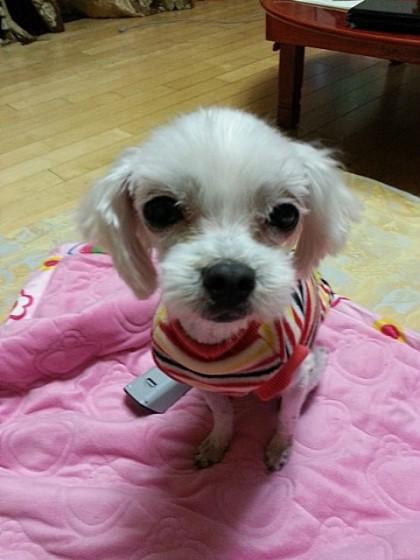 teresa611's tweet photo. 유기견시절의 모습으로만 판단하지 말아주세요..임보처에서 이렇게 달라진 "토토"예요..이젠 임보처가 아닌 평생을 함께할 새가족을 찾습니다.. http://t.co/2oa0u6JR http://t.co/VnpfDDS9