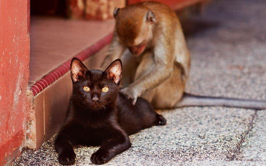 Солнца, котенок с обезьянкой картинки