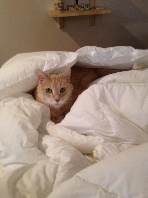 #flashbackfriday I miss my baby Creamsicle! #rip http://t.co/u8TJBGRm<a href="/tag/flashbackfriday"class="tags">#flashbackfriday</a><a href="/tag/rip"class="tags">#rip</a>