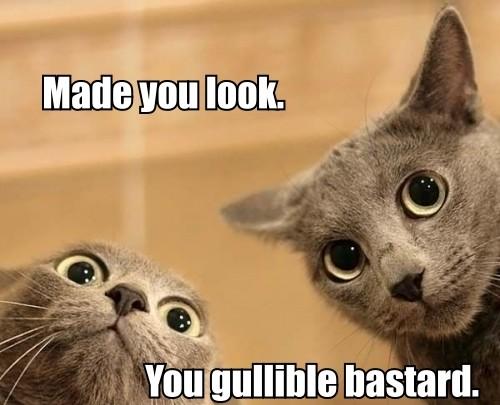 sambeardox's tweet image. Does my cock look bigger now I have shaved off my pubes?? #thinkso