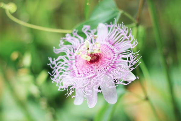 JoyJarjour's tweet photo. Is this not one of the most amazing flowers?! @JoyJarjour #flower http://t.co/STLesWFc