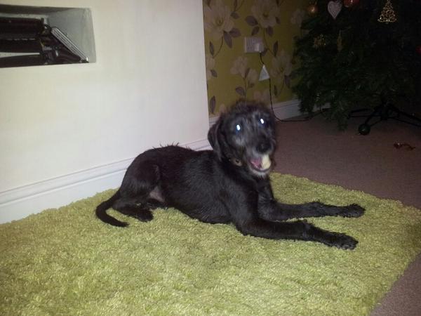 DanRoon90's tweet image. Usain Walt #hefast #herealrealfast