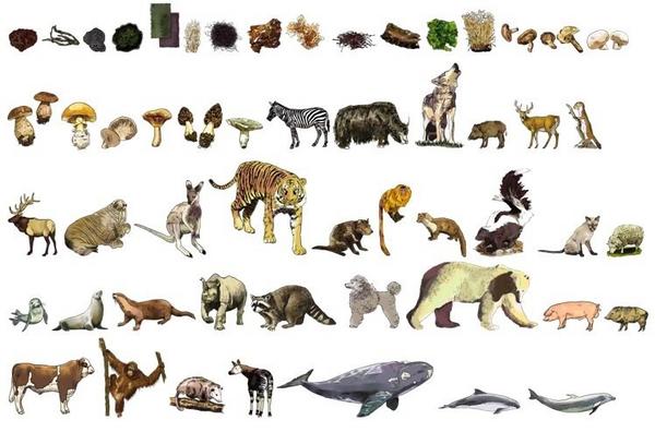 Nice animal and fungus cards.