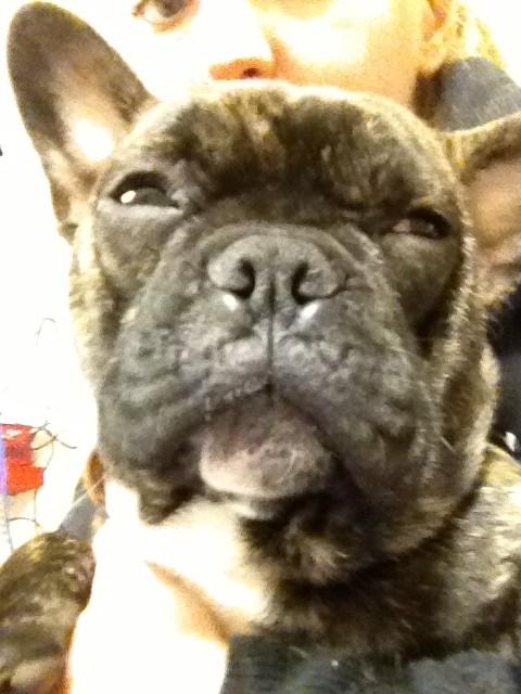 ashmcewan's tweet photo. @SarahNHarding the french man #maurice is tired of waiting for a rt :( lol http://t.co/XGK4PmtU