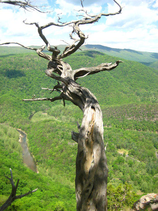 an eastern redcedar snag in good ol' West VA! #fieldphotofriday #takemehomecountryroads
