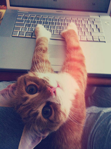 AB_Mycroft's tweet image. Oh sorry.....do you want your laptop back?  #TechKitty #ShowWriterDay
