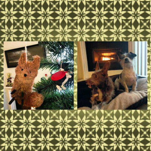 WATSONinLA's tweet photo. WOOF! me &amp; my bro Teddy are ready for Christmas! http://t.co/TpSQoK40