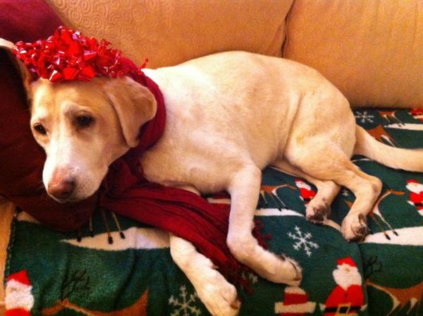 davidsonn's tweet image. RT @RonSansone: #SearchLab is Grinch-like during the holidays. All she wants for Christmas is qualified #SEO traffic.