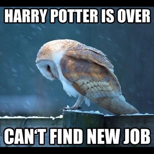 LaughWithPotter's tweet photo. Poor owl. http://t.co/B0k7Cc1B