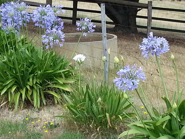 can you spot the odd one?  #agapanthus