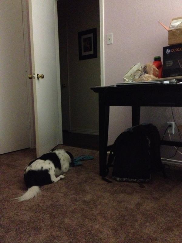 msLisaDuck's tweet photo. Moved in with my pup!! It's been a long day, he's pooped. http://t.co/wiNAvkde