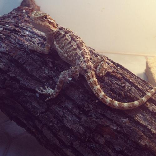 PeteJames_'s tweet photo. cant wait to bring my lizard back with me after christmas #bestpal http://t.co/YtRu6pRi