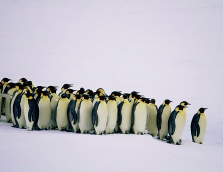 De eerste beelden van de stille tocht voor #bultrug Johannes zijn vrijgegeven: