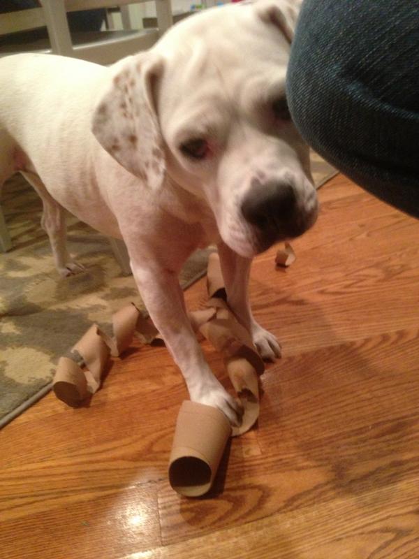 Lucy_Dog's tweet photo. shredding some tubes! #xmas http://t.co/d0BpBrb5