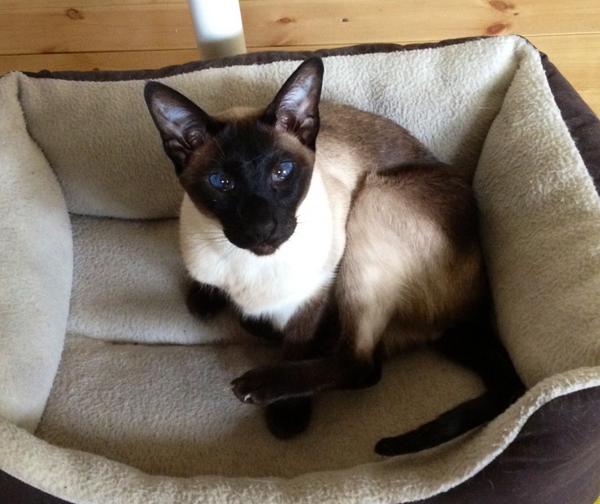 ChooseLoveNEWS's tweet photo. My Siamese cat Lilu has gone missing. Seal Point (brown and cream). Kink at base of tail. Bermondsey area. PLEASE RT http://t.co/nqaWCrSB