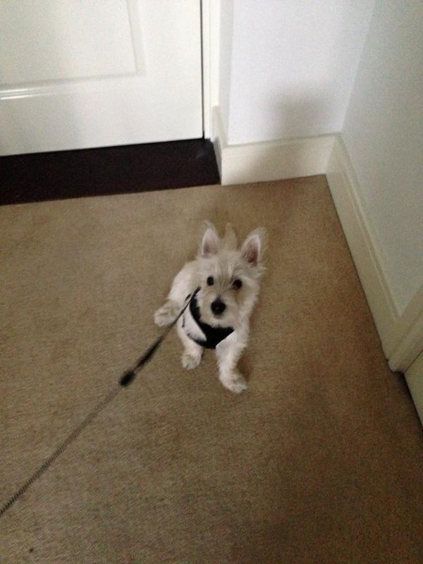 GavWonna's tweet image. Lets go for that walk #Boogles