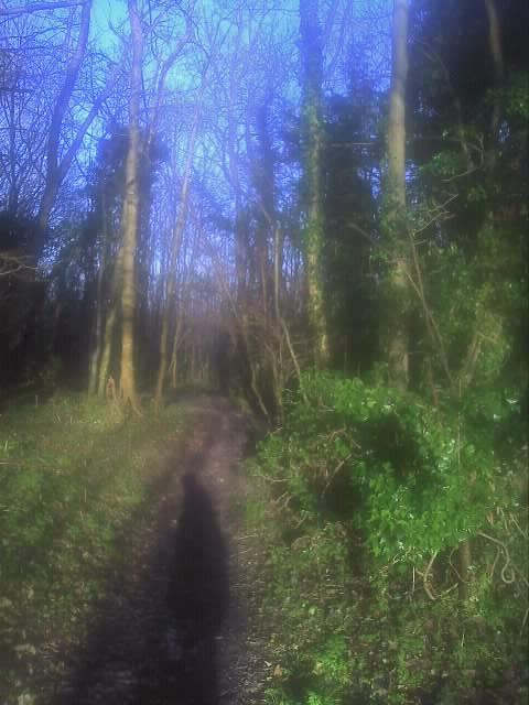 ScottishDetect's tweet image. RT @AlastairMillen: A stunning day for a wander with the hounds in the woods  &amp;lt;- a stunning day for #metaldetecting too