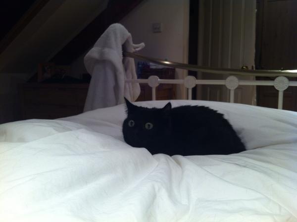 pez_sez's tweet image. I honestly think she believes she's camouflaged. #stealthfail