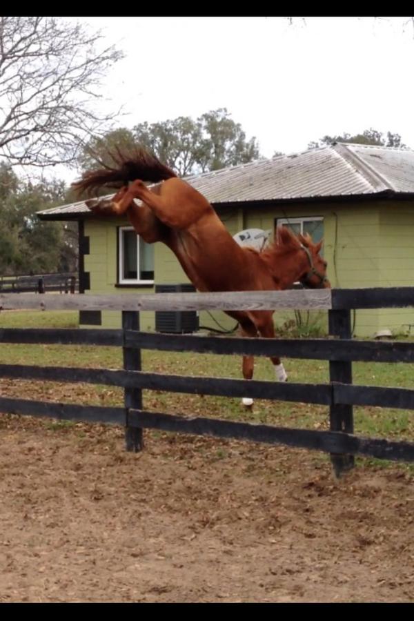 Fred Scala tweet media