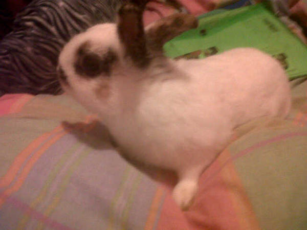 MeDicenMavita's tweet image. Aquí Posando #RabbitStyle :D