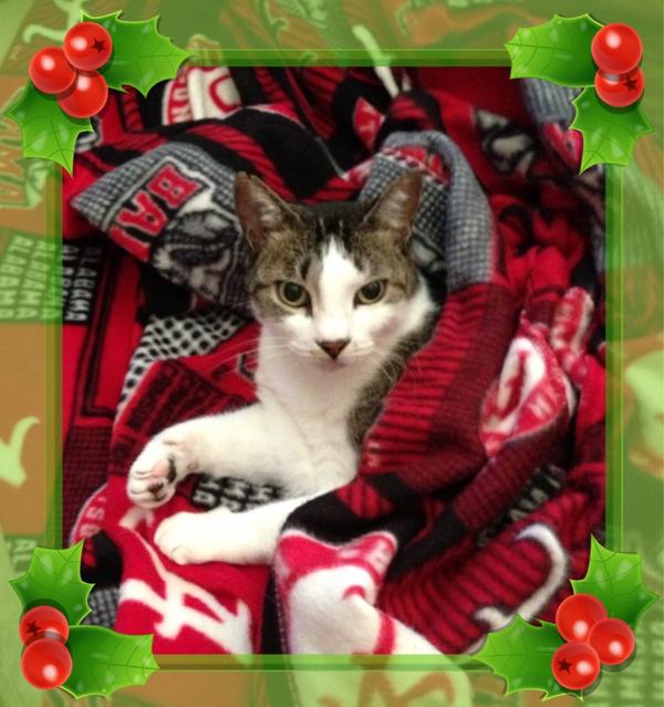 jkittkat's tweet photo. @SabanSays Allie loves her Bama Snuggie!  #RTR #Rolltide #ROADTO15 http://t.co/lPvBXULo