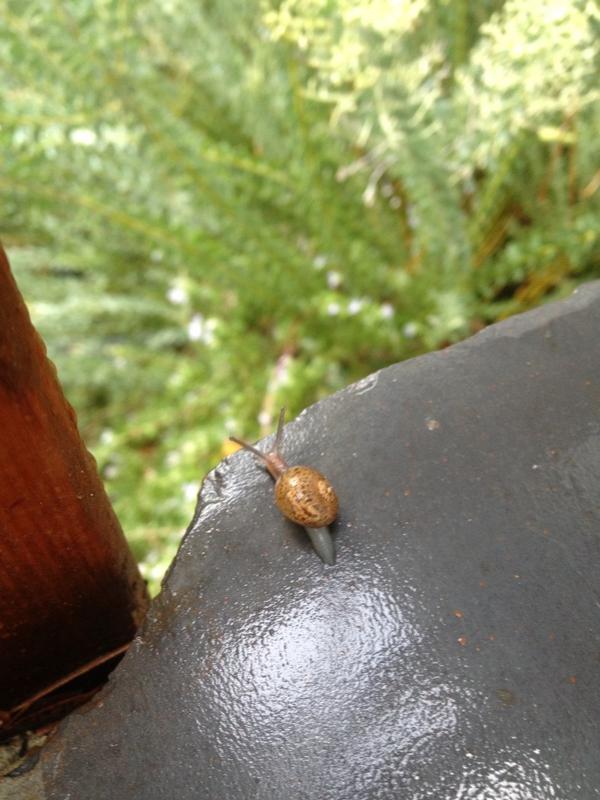 katemoennig's tweet image. a micro mini racing snail from "The Neverending Story".