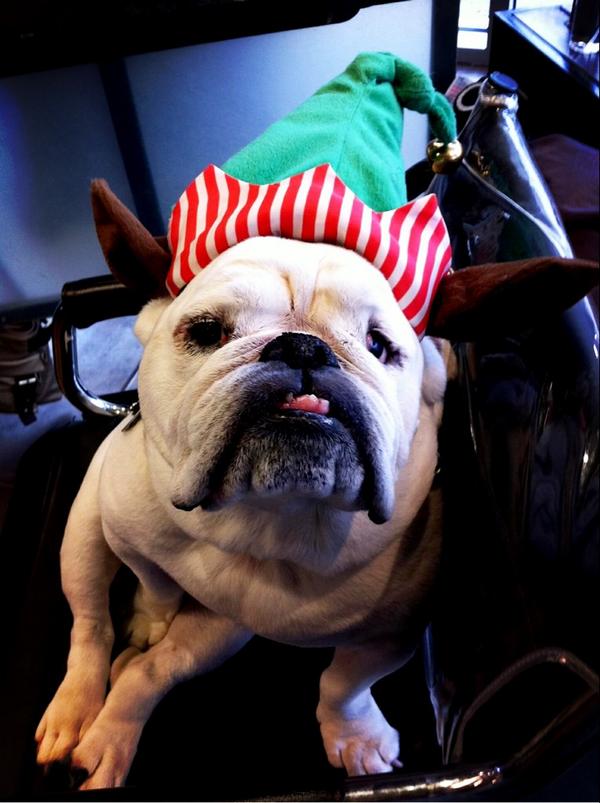 MCNJosie's tweet photo. Bah humbug @mcnsalon. #bulldog #grinch http://t.co/YCfC5jyy
