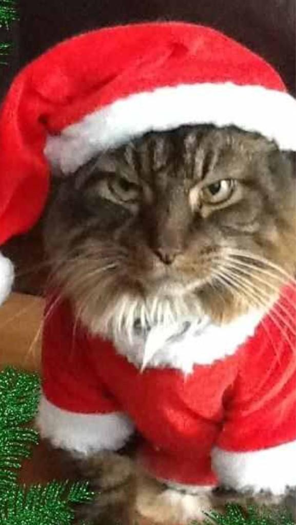 rickygervais's tweet image. Cats would hate the fact that we find them cute and funny sometimes. Haha. We win. In your face cats!