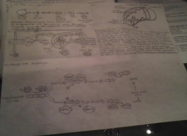 emilyjanez's tweet image. This is what I call a pain in the ass. #fuckscience #project #ugh