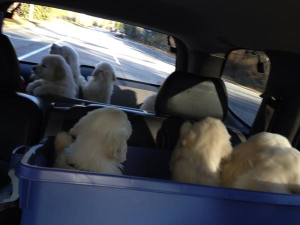 EnglishCreamPup's tweet photo. Puppies on a car ride. That's one heck of a carpool #englishcreamgoldenretrievers http://t.co/5h0E6phW
