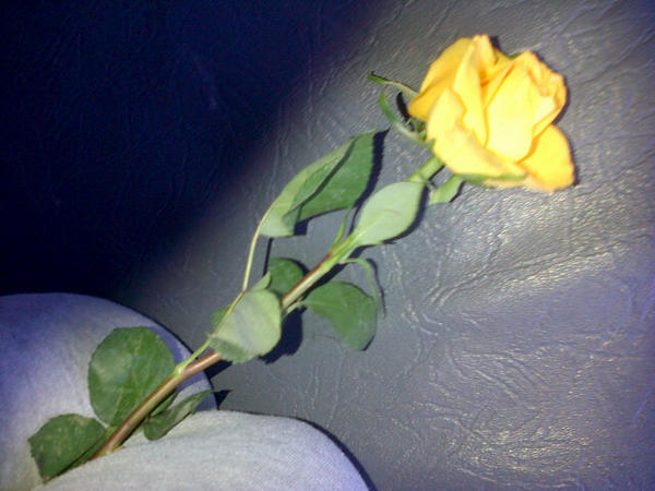 libbyLyn09's tweet photo. My Beautiful Flower <3 http://t.co/U2ph5BOT