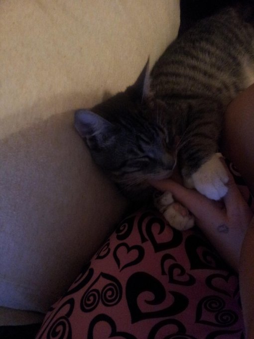 Max nibbled on my fingers and fell asleep http://t.co/Bw27Loxj<a href="/tag/goldshows"class="tags"><span>#goldshows</span></a><a href="/tag/livecam"class="tags"><span>#livecam</span></a><a href="/tag/livemodels"class="tags"><span>#livemodels</span></a>