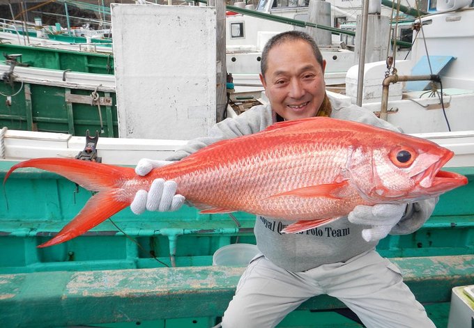 ハマダイの特徴 見分け方 写真から探せる魚図鑑