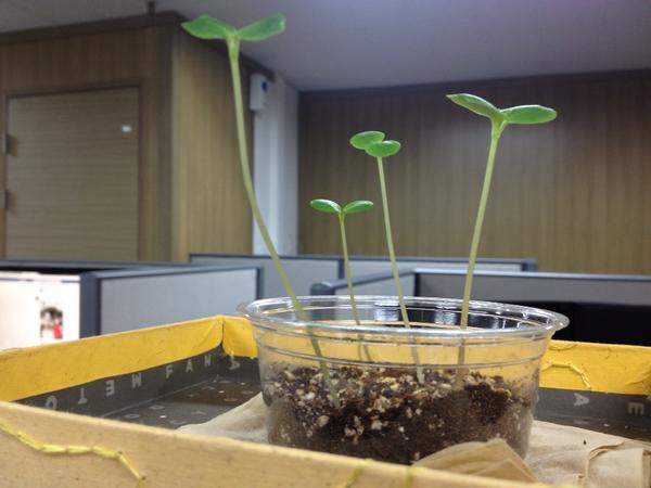 coreathecountry's tweet photo. 그사이 또 쑥 자랐다. 피곤이 가신닷! http://t.co/RCkkFEUh