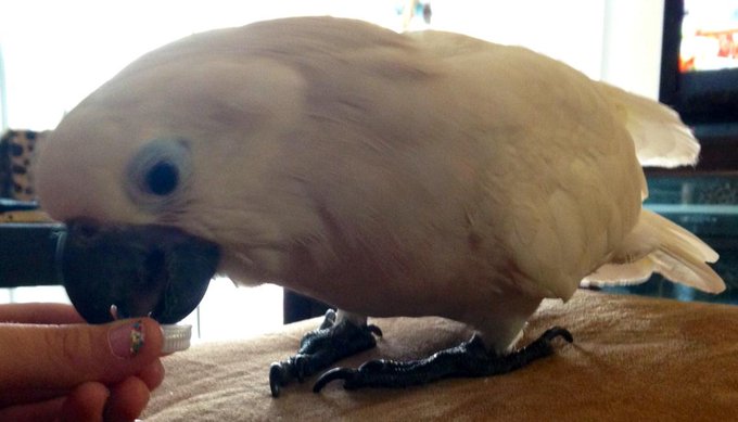 Angel Baby drinking water from my bottle cap http://t.co/srkU7cCG<a href="/tag/playmate"class="tags"><span>#playmate</span></a><a href="/tag/throwbackthursday"class="tags"><span>#throwbackthursday</span></a>