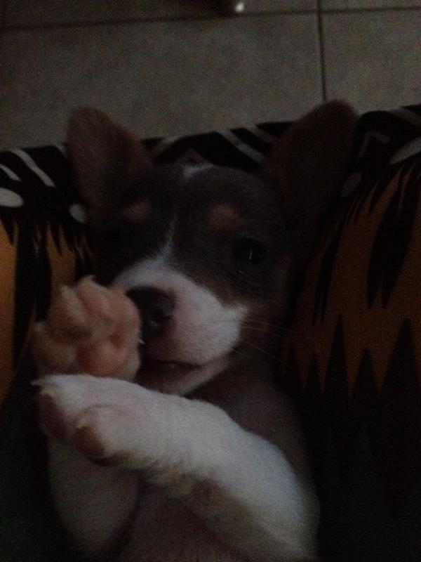 LauraUpdate's tweet image. Dit is het nieuwe familielid van de omloopjes: Channel, is het geen liefje?