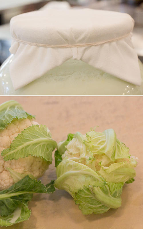 bluehillfarm's tweet image. bhf milk brine - mellowing, tenderizing, sweeting @jeffadina miniature cauliflower #onlyinwinter bit.ly/T89Ddi