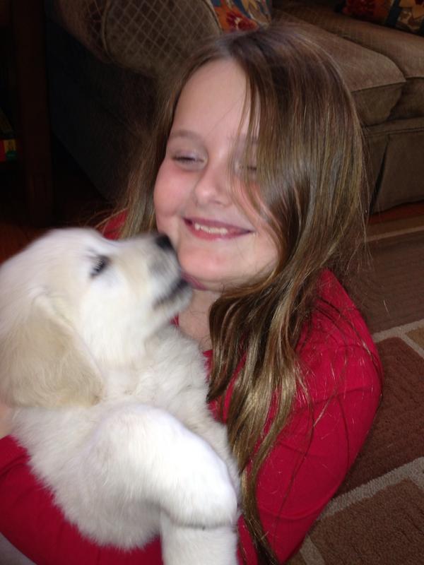 EnglishCreamPup's tweet photo. Miss Scarlett saying goodbye to Sydney #englishcreamgoldenretrievers#missingourpuppies http://t.co/r5OLjMz9