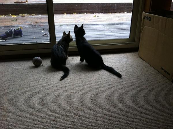 Michelle Catanzaro tweet media