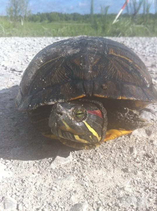 MMA_SCORPIO's tweet image. Ey, Ey, what da Matta wit you's.... You's want summa dis. Huh! Well get outta my ways. #ClassicHumor