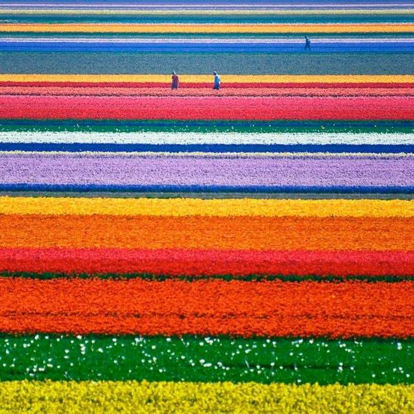 En hollande, l'un des plus grands champs de tulipes du monde. Vois la vie de toutes les couleurs. 😊