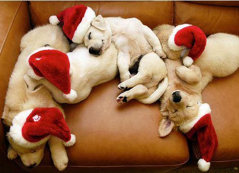 Espacio Cooperativo estará fuera unos días, por lo que les deseamos  una muy feliz Navidad a ustedes y sus mascotas =)