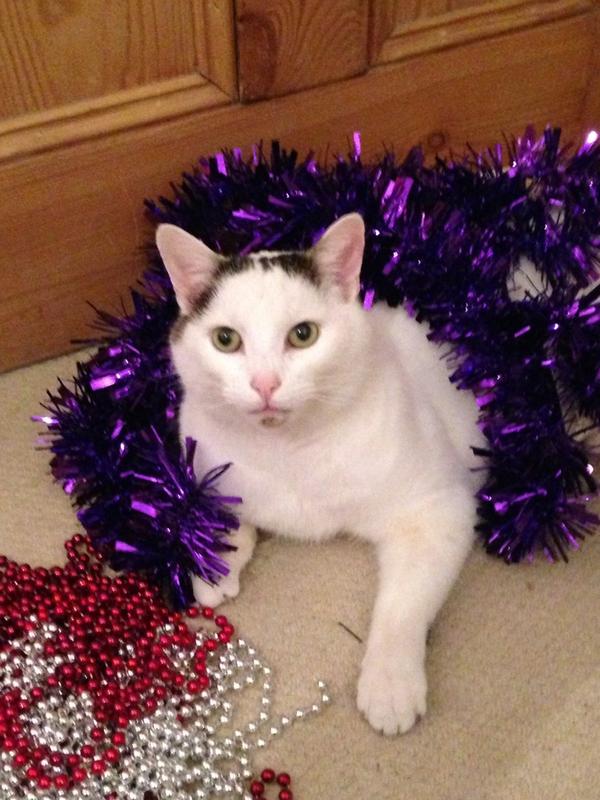 I couldn't afford a reindeer.