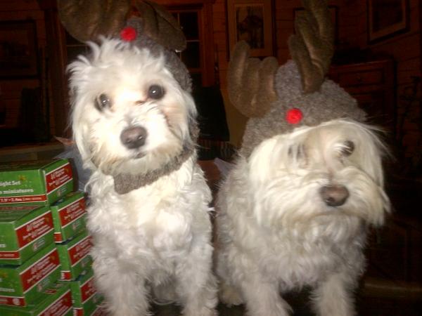 ClsSterne's tweet image. @MileyCyrus Miss Cyrus have you seen our sleigh. #reindeerproblems